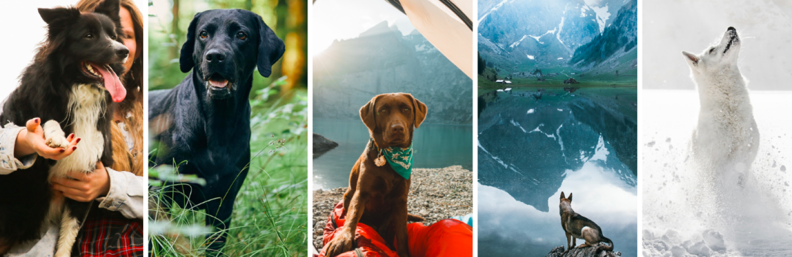 Schweizer Hunde auf Instagram House of Switzerland